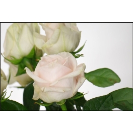 Acheter une plaque funéraire avec photo - Bouquet de rose - Fleurs