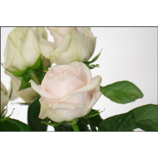 Acheter une plaque funéraire avec photo - Bouquet de rose - Fleurs