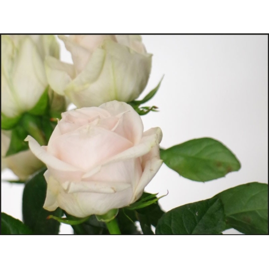 Acheter une plaque funéraire avec photo - Bouquet de rose - Fleurs