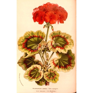 Commande FAIVRE PIERRET